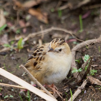 Zitting Cisticola 境川遊水地公園 Sat, 3/26/2022