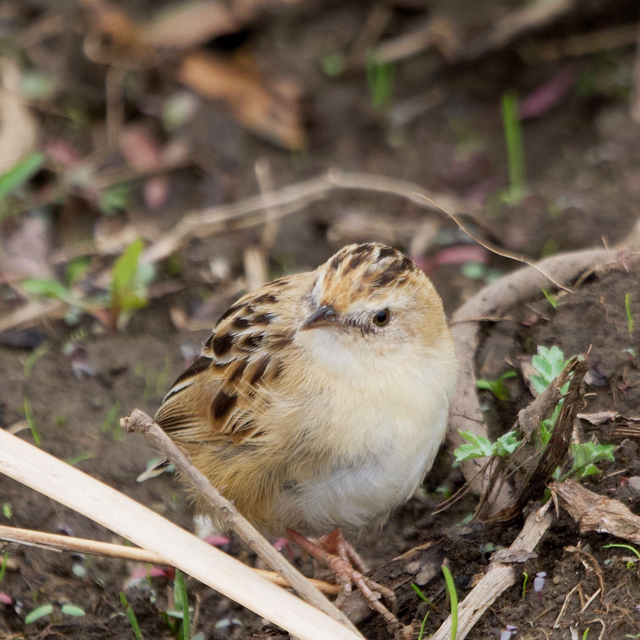 Zitting Cisticola