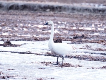 Tundra Swan(columbianus) 北海道 Sat, 4/2/2022