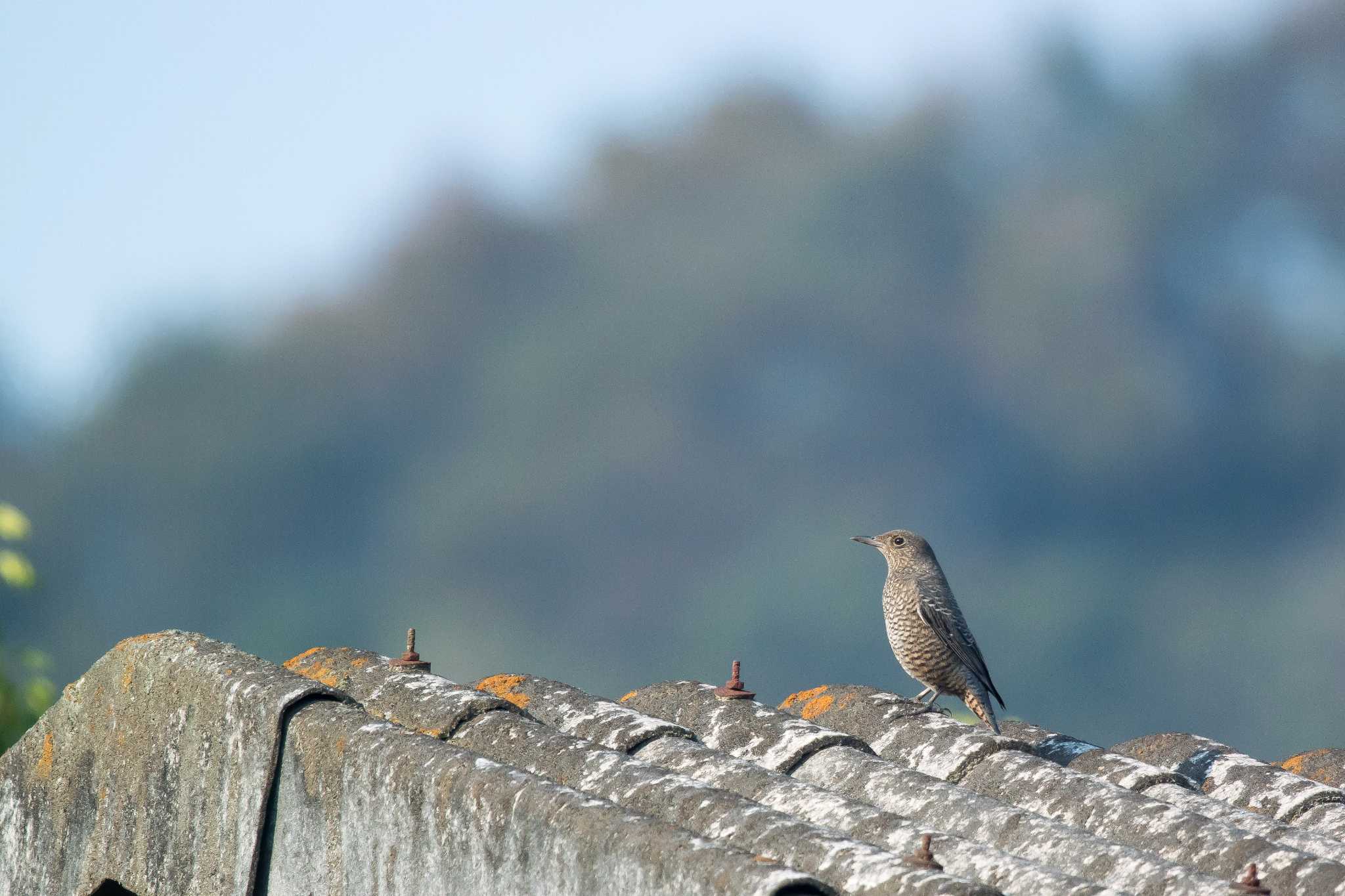 兵庫県神戸市北区 イソヒヨドリの写真