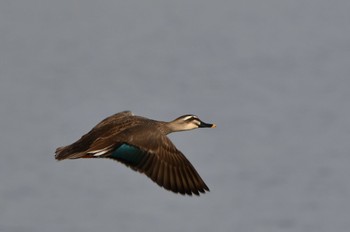 Eastern Spot-billed Duck 静岡県 大池(磐田市) Sat, 2/12/2022