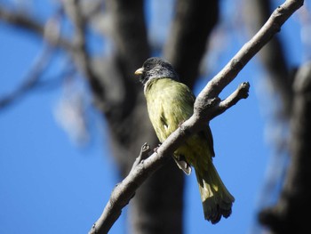 Collared Finchbill 北京植物園(北京) Sat, 4/2/2022