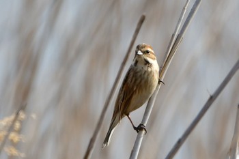 Common Reed Bunting 静岡県 大池(磐田市) Sat, 2/12/2022