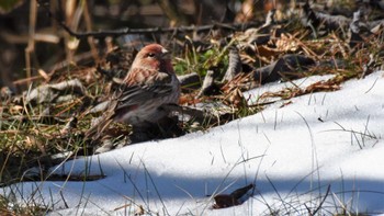 2022年4月2日(土) 岡谷林道の野鳥観察記録