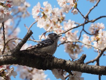 Japanese Pygmy Woodpecker 埼玉 Sat, 4/2/2022