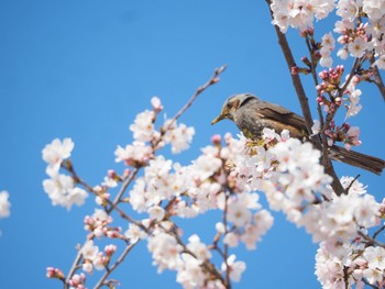 Brown-eared Bulbul 埼玉 Sat, 4/2/2022