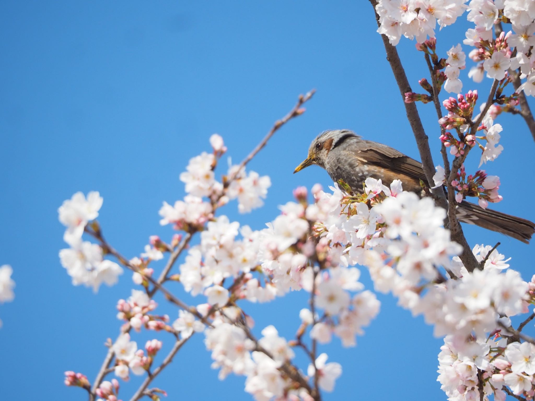 Brown-eared Bulbul