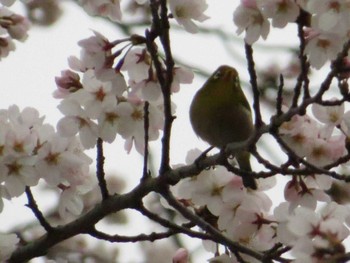 2022年3月29日(火) 富士森公園(八王子市)の野鳥観察記録