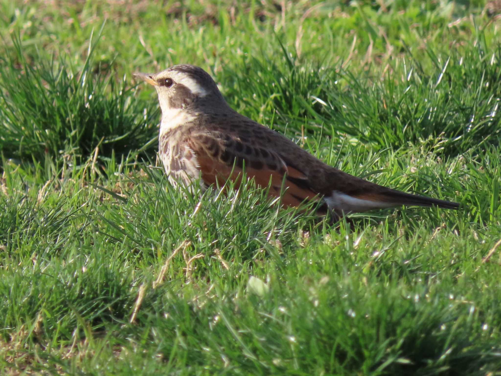 Photo of Dusky Thrush at 荒川生物生態園(東京都板橋区) by hideo