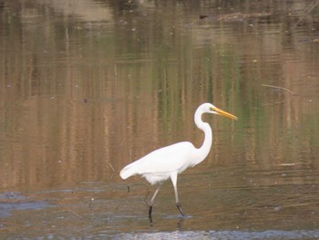 ダイサギ 荒川生物生態園(東京都板橋区) 2022年4月2日(土)