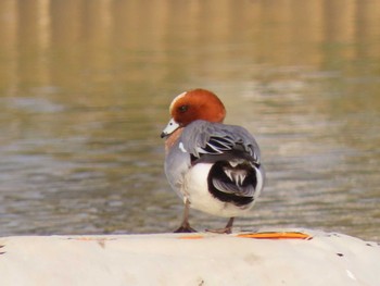 Eurasian Wigeon Ukima Park Sat, 4/2/2022