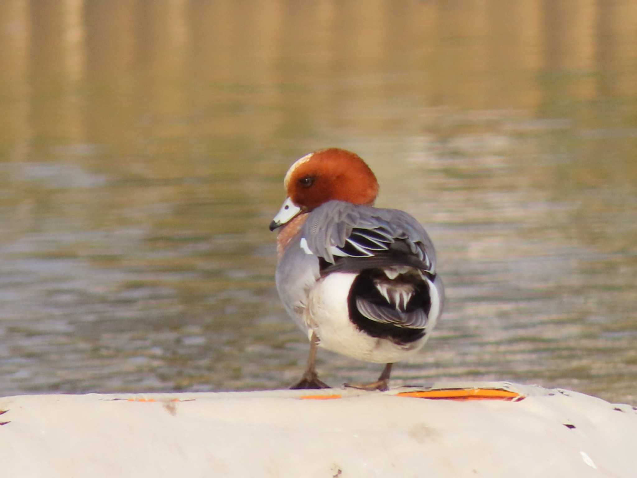 Eurasian Wigeon