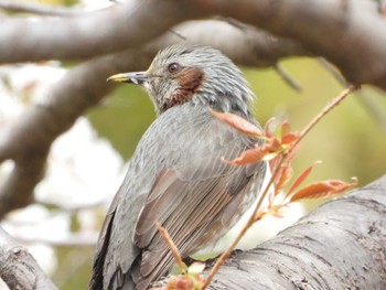 2022年4月2日(土) 都市緑化植物園(大阪府豊中市寺内)の野鳥観察記録