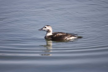 2017年11月7日(火) 北海道：厚岸湖の野鳥観察記録