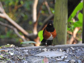 Izu Thrush Miyakejima Island Sat, 4/2/2022