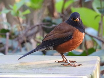 Izu Thrush Miyakejima Island Sat, 4/2/2022