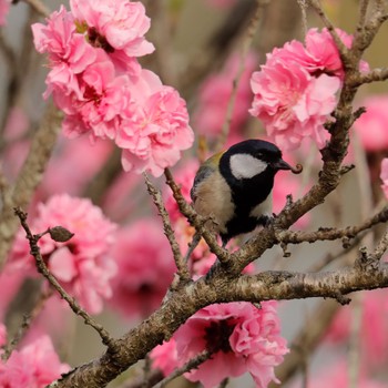 シジュウカラ 奈良県 2022年4月2日(土)