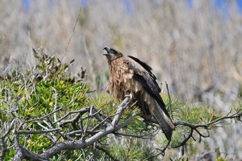 Black Kite 城ヶ島 Sat, 4/2/2022