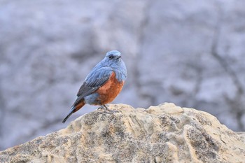 Blue Rock Thrush 城ヶ島 Sat, 4/2/2022