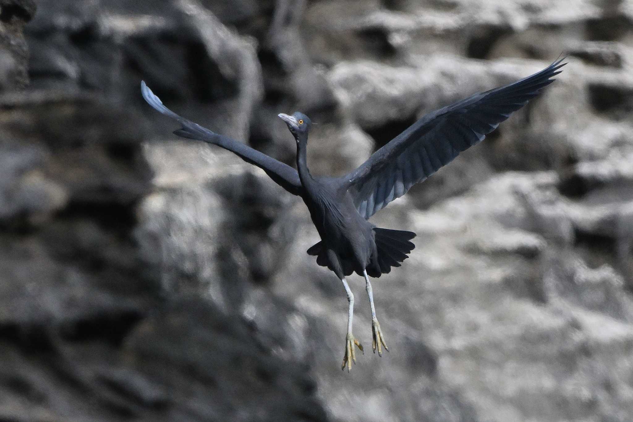 Photo of Pacific Reef Heron at 城ヶ島 by ダイ