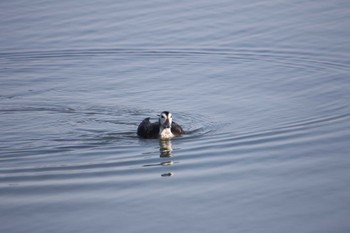 コオリガモ 北海道：厚岸湖 2017年11月7日(火)