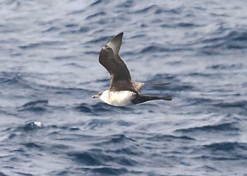 Pomarine Jaeger 八丈島航路 Sat, 4/2/2022