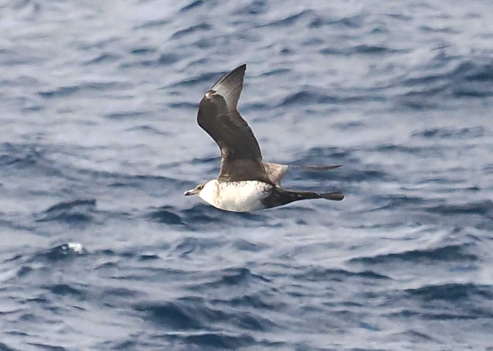 Photo of Pomarine Jaeger at 八丈島航路 by シロチ