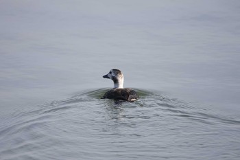 コオリガモ 北海道：厚岸湖 2017年11月7日(火)