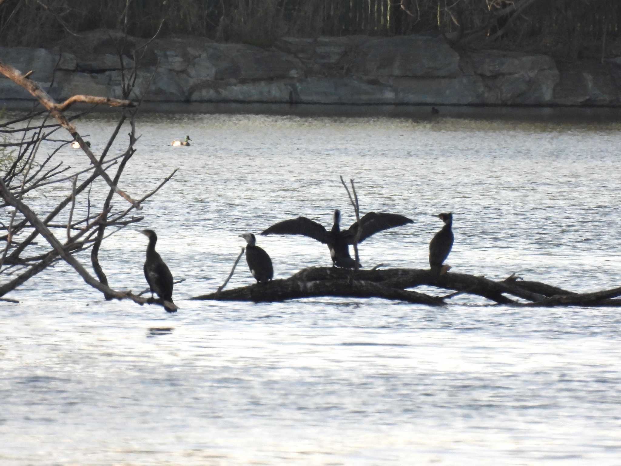 Great Cormorant