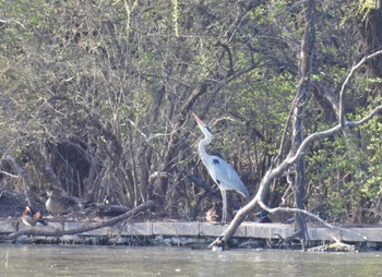 Grey Heron 頤和園(北京) Sat, 4/2/2022