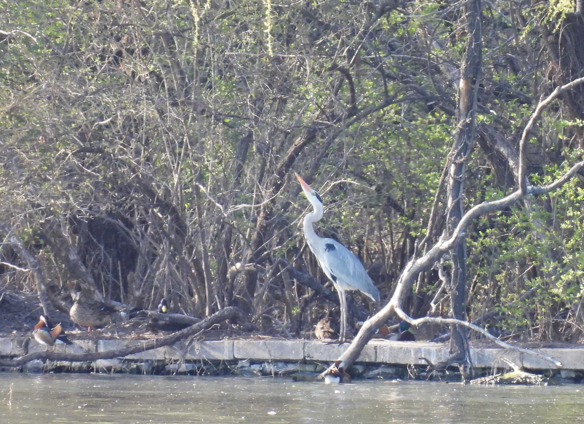 Grey Heron