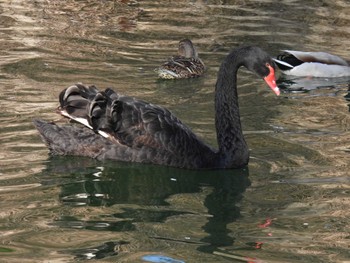 Black Swan 頤和園(北京) Sat, 4/2/2022