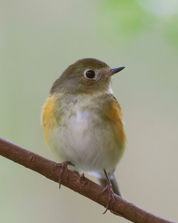 2022年3月24日(木) 不動ヶ池の野鳥観察記録