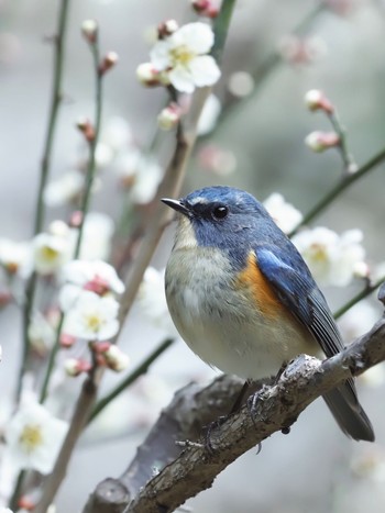 Red-flanked Bluetail 不動ヶ池 Fri, 3/11/2022