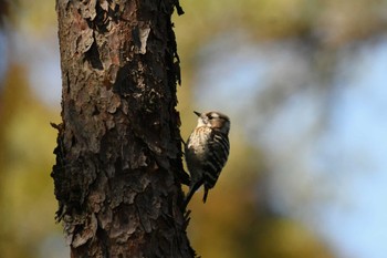 2022年4月2日(土) 珠洲市の野鳥観察記録