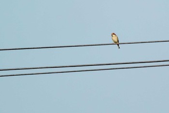 Russet Sparrow 兵庫県神戸市北区 Sun, 11/5/2017