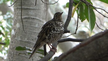 White's Thrush 五十鈴公園 Sat, 4/2/2022