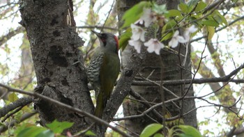 Japanese Green Woodpecker 五十鈴公園 Sat, 4/2/2022