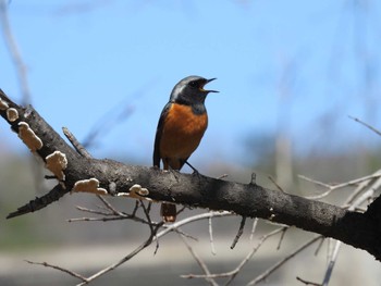 Daurian Redstart 北京植物園(北京) Sat, 4/2/2022