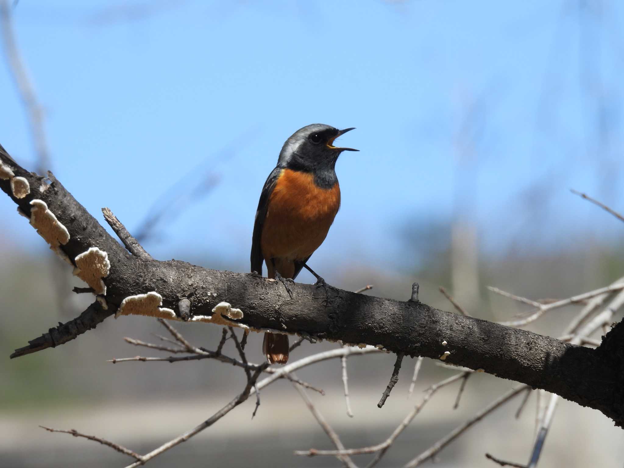 Daurian Redstart