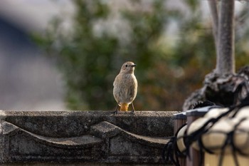 ジョウビタキ 瑞梅寺川 2022年3月20日(日)