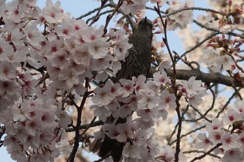 ヒヨドリ 玉串川 2022年4月2日(土)