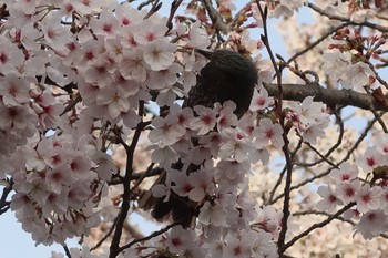 ヒヨドリ 玉串川 2022年4月2日(土)