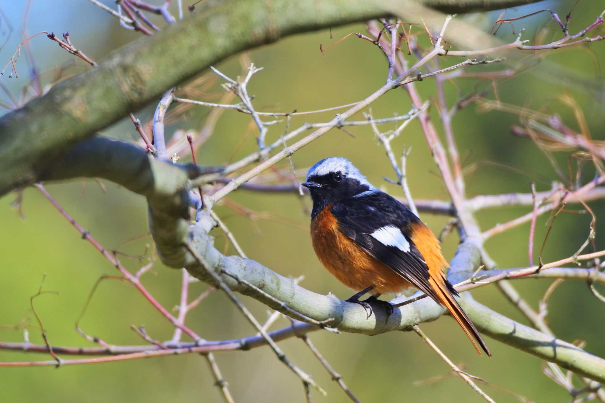 Photo of Daurian Redstart at 新潟市 by ひたきや