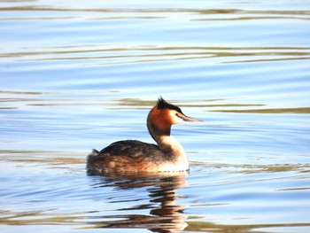 Great Crested Grebe 頤和園(北京) Sat, 4/2/2022