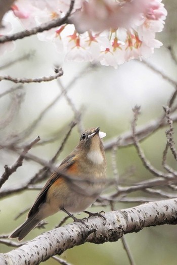 ルリビタキ 昭和記念公園 2022年3月29日(火)