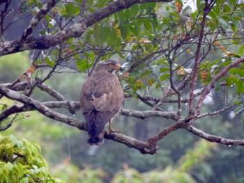 2022年3月29日(火) 国頭村(沖縄県)の野鳥観察記録