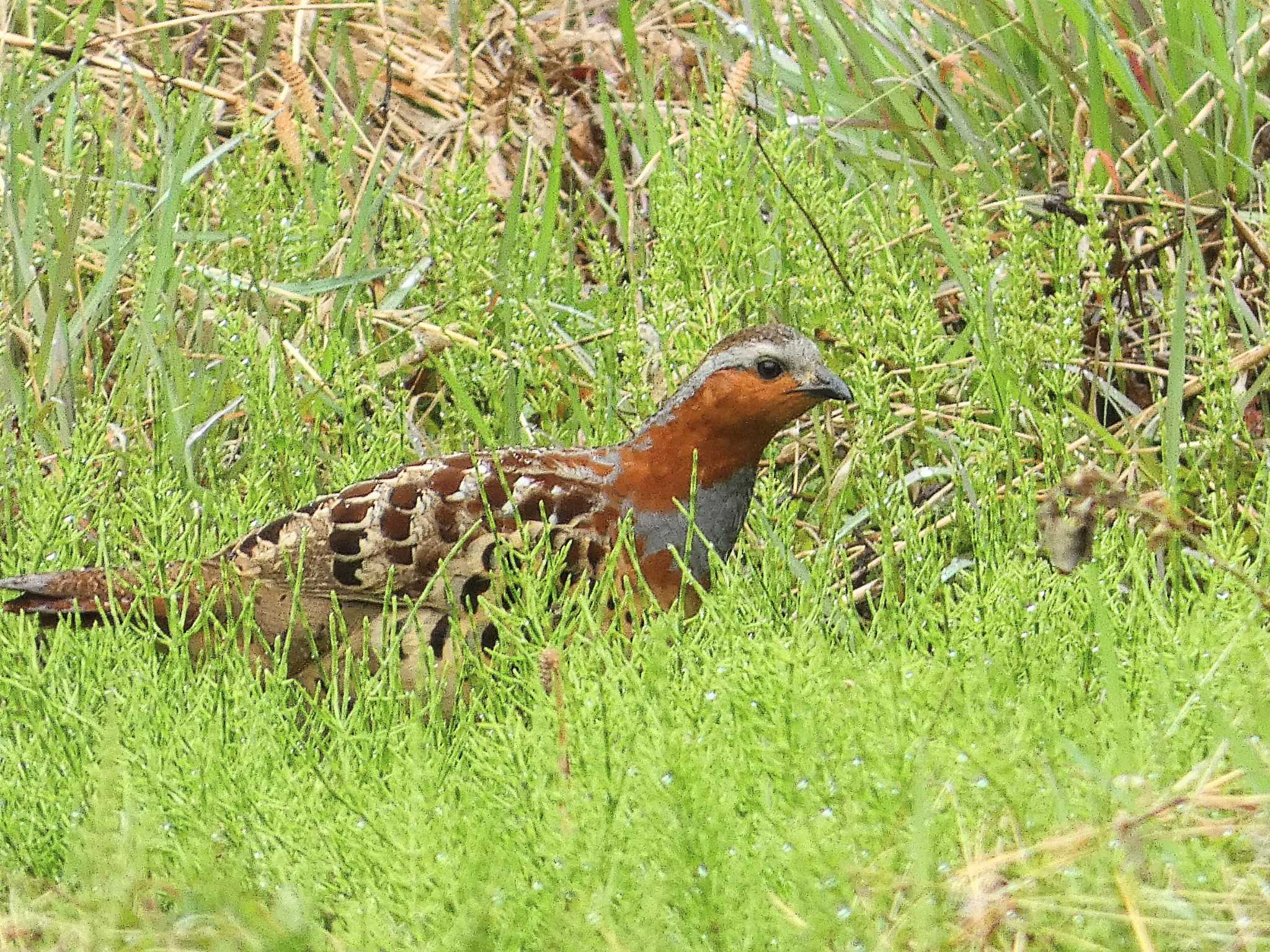 Chinese Bamboo Partridge