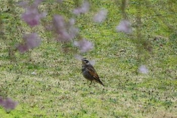 2022年4月3日(日) 宝梅の野鳥観察記録