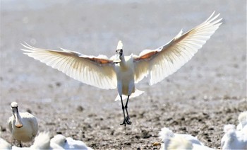 Black-faced Spoonbill 有明海 Fri, 4/1/2022